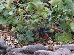 Wandertour Weinbauregion Pico 