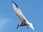Birdwatching / Vogelbeobachtung