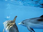 Schwimmen mit Delfinen auf Pico
