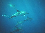 Schnorchel und Schwimmen mit Delfinen