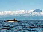 Whalewatching vor Pico