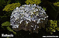 Hortensie