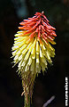 Blume