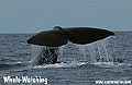 Whale-Watching