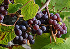 vinho de cheiro