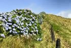 Hortensien