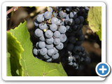 Wein