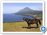 Pico