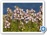 azorische Glockenblume
