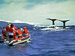 Whalewatching vor Sao Miguel