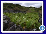 rom20070520_105249